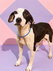 Shelter Stray Female Dog last seen Near BLOCK W MONCRIEF RD, 2020 Forest St, Jacksonville, FL 32204, USA