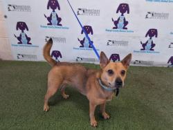 Shelter Stray Female Dog last seen , 2769 Conroy Rd, Orlando, FL 32839, USA