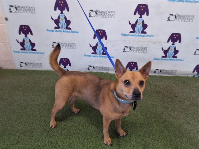 Shelter Stray Female Dog last seen , 2769 Conroy Rd, Orlando, FL 32839, USA