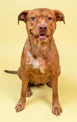 Shelter Stray Female Dog last seen Near BLOCK COMMONWEALTH AVE, 2020 Forest St, Jacksonville, FL 32204, USA