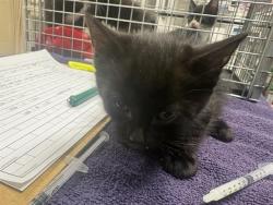 Shelter Stray Male Cat last seen Near BLOCK N 41ST ST, 3839 W Burnham St, West Milwaukee, WI 53215, USA