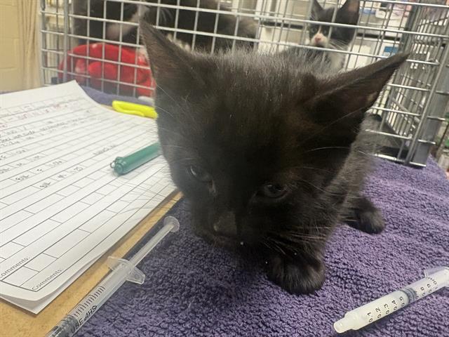 Shelter Stray Male Cat last seen Near BLOCK N 41ST ST, 3839 W Burnham St, West Milwaukee, WI 53215, USA