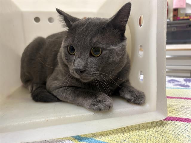 Shelter Stray Male Cat last seen Near BLOCK W GRANTOSA DR, 3839 W Burnham St, West Milwaukee, WI 53215, USA