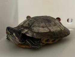 Shelter Stray Female Other last seen 49TH AND VLIET, 3839 W Burnham St, West Milwaukee, WI 53215, USA