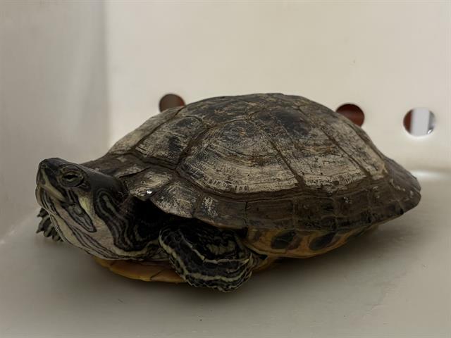 Shelter Stray Female Other last seen 49TH AND VLIET, 3839 W Burnham St, West Milwaukee, WI 53215, USA