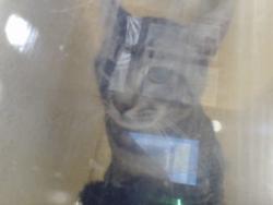 Shelter Stray Male Cat last seen Near BLOCK GRAFTON AVE, FAYETTEVILLE NC 28301, 4704 Corporation Dr, Fayetteville, NC 28306, USA