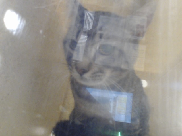 Shelter Stray Male Cat last seen Near BLOCK GRAFTON AVE, FAYETTEVILLE NC 28301, 4704 Corporation Dr, Fayetteville, NC 28306, USA