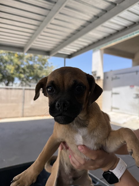 Shelter Stray Male Dog last seen Near BLK LOTUS LN BAKERSFIELD,CA, 201 S Mt Vernon Ave, Bakersfield, CA 93307, USA