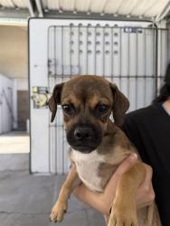 Shelter Stray Male Dog last seen Near BLK LOTUS LN BAKERSFIELD,CA, 201 S Mt Vernon Ave, Bakersfield, CA 93307, USA