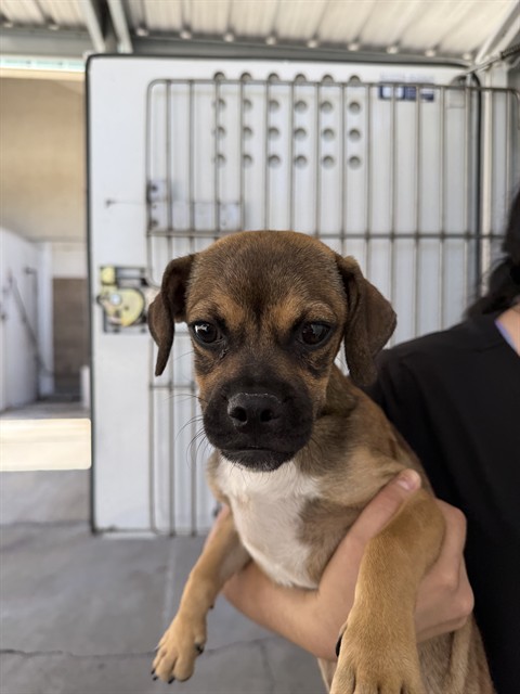 Shelter Stray Male Dog last seen Near BLK LOTUS LN BAKERSFIELD,CA, 201 S Mt Vernon Ave, Bakersfield, CA 93307, USA