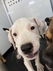 Shelter Stray Female Dog last seen Near BLK LOTUS LN BAKERSFIELD,CA, 201 S Mt Vernon Ave, Bakersfield, CA 93307, USA