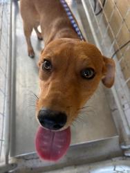 Shelter Stray Male Dog last seen Near BLK CROWN AVE, BAKERSFIELD, CA, 201 S Mt Vernon Ave, Bakersfield, CA 93307, USA