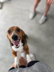 Reunited Female Dog last seen Blackdog Club, Smithfield, NC 27577