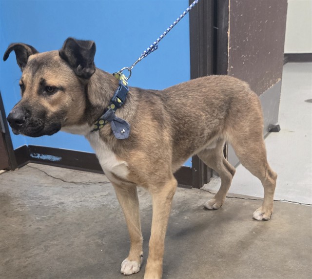 Shelter Stray Male Dog last seen DISTRICT ASHE BAKERSFIELD, 201 S Mt Vernon Ave, Bakersfield, CA 93307, USA