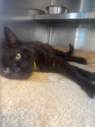 Shelter Stray Male Cat last seen , 957 N Gaffey St, San Pedro, CA 90731, USA