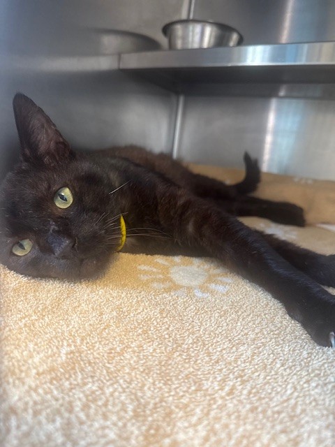 Shelter Stray Male Cat last seen , 957 N Gaffey St, San Pedro, CA 90731, USA