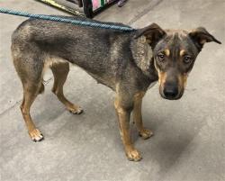 Shelter Stray Female Dog last seen Near BLOCK S FIFTH ST, FRESNO CA 93702 4224, 5277 E Airways Blvd, Fresno, CA 93727, USA