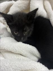 Shelter Stray Male Cat last seen , 11361 W Pico Blvd, Los Angeles, CA 90064, USA