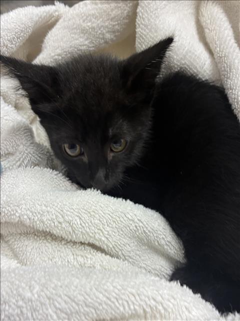 Shelter Stray Male Cat last seen , 11361 W Pico Blvd, Los Angeles, CA 90064, USA