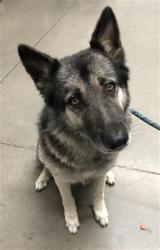 Shelter Stray Male Dog last seen Near BLOCK S FIFTH ST, FRESNO CA 93702 4224, 5277 E Airways Blvd, Fresno, CA 93727, USA