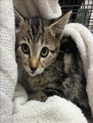 Shelter Stray Female Cat last seen , 11361 W Pico Blvd, Los Angeles, CA 90064, USA