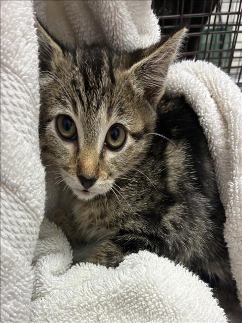 Shelter Stray Female Cat last seen , 11361 W Pico Blvd, Los Angeles, CA 90064, USA