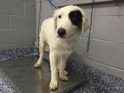 Shelter Stray Female Dog last seen Near BLOCK CORKILL RD, DESERT HOT SPRINGS CA 92241, 72050 Pet Land Pl, Thousand Palms, CA 92276, USA