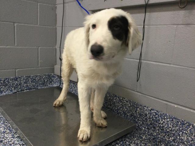 Shelter Stray Female Dog last seen Near BLOCK CORKILL RD, DESERT HOT SPRINGS CA 92241, 72050 Pet Land Pl, Thousand Palms, CA 92276, USA