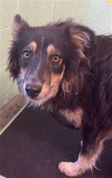 Shelter Stray Male Dog last seen 19TH AVE & ARLINGTON AVE, 2127 Front St, Sacramento, CA 95818, USA