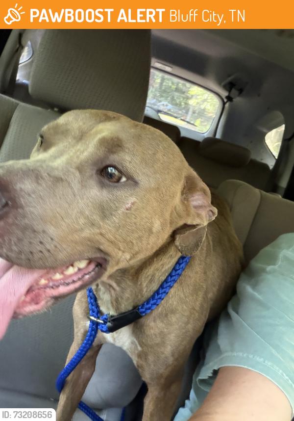 Found/Stray Female Dog last seen Holston Mountain, Bluff City, TN 37618