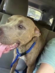 Found/Stray Female Dog last seen Holston Mountain, Bluff City, TN 37618