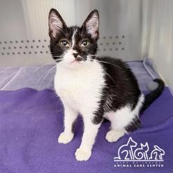 Shelter Stray Female Cat last seen YALE/PARK PL, 6443 Oak Canyon, Irvine, CA 92618, USA