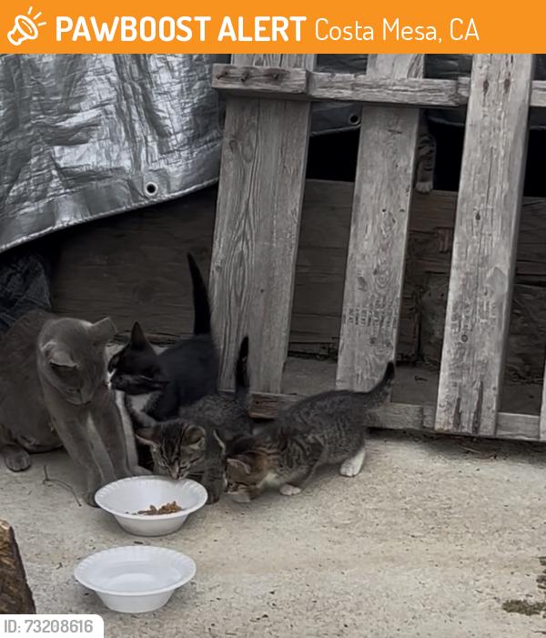 Found/Stray Female Cat last seen Newhope, Costa Mesa, CA 92626