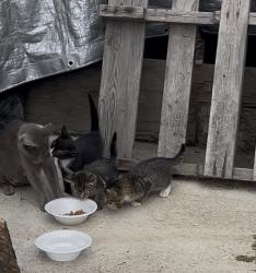 Found/Stray Female Cat last seen Newhope, Costa Mesa, CA 92626