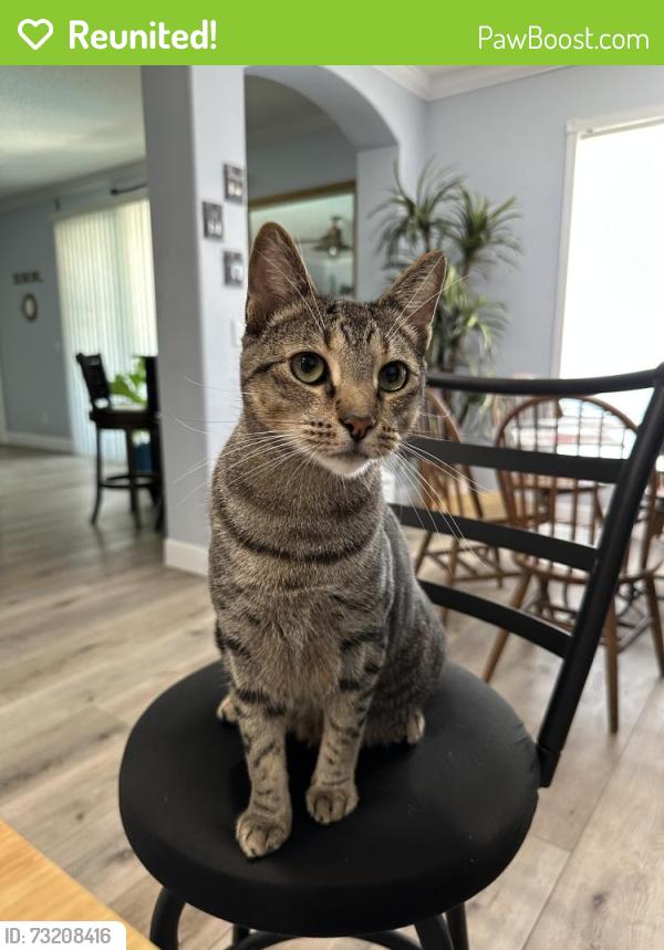 Reunited Male Cat last seen Fenrose Cir, Melbourne, FL 32940