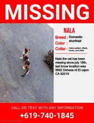 Lost Female Cat last seen Dehesa Rd, Riggs Rd, El Cajon, CA 92019