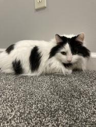 Reunited Female Cat last seen Near Killarney Pl, Fort Wayne, IN 46818, USA, Fort Wayne, IN 46818