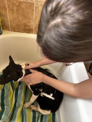 Reunited Male Dog last seen West Doronicum Pl and Century Blvd, Citrus Springs, FL 34433