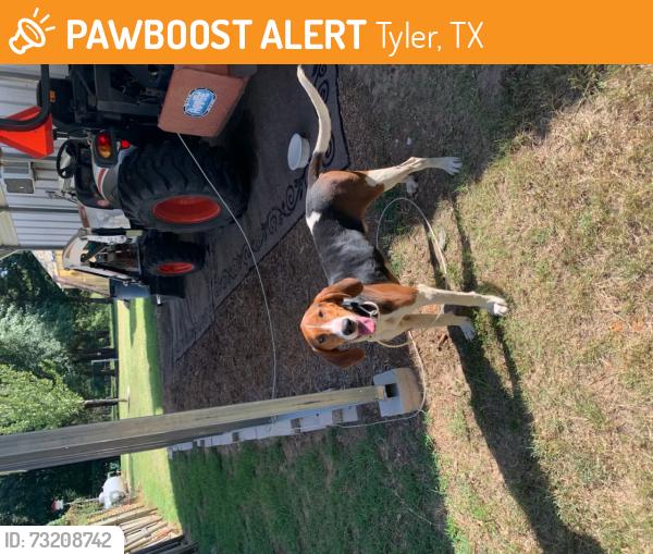 Found/Stray Male Dog last seen HWY 31 spur 365, Tyler, TX 75709