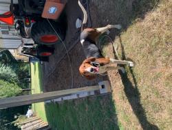 Found/Stray Male Dog last seen HWY 31 spur 365, Tyler, TX 75709