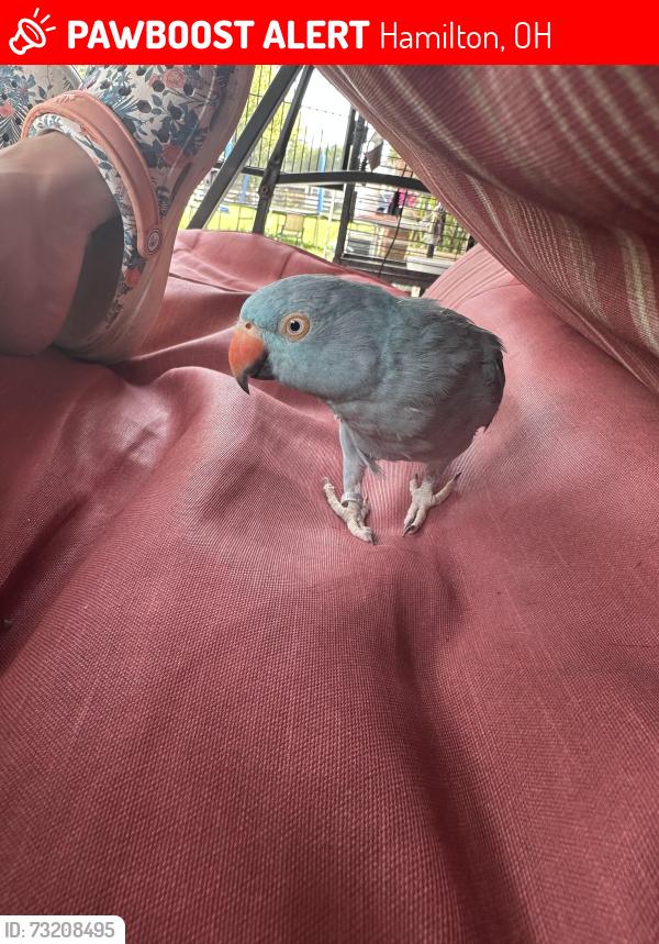 Lost Female Bird last seen Tolbert and Wayne’s Trace, Hamilton, OH 45011