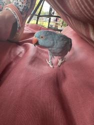 Lost Female Bird last seen Tolbert and Wayne’s Trace, Hamilton, OH 45011