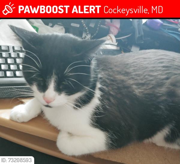 Lost Female Cat last seen Hilllary way and Halesworth Rd, Cockeysville, MD 21030
