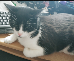 Lost Female Cat last seen Hilllary way and Halesworth Rd, Cockeysville, MD 21030