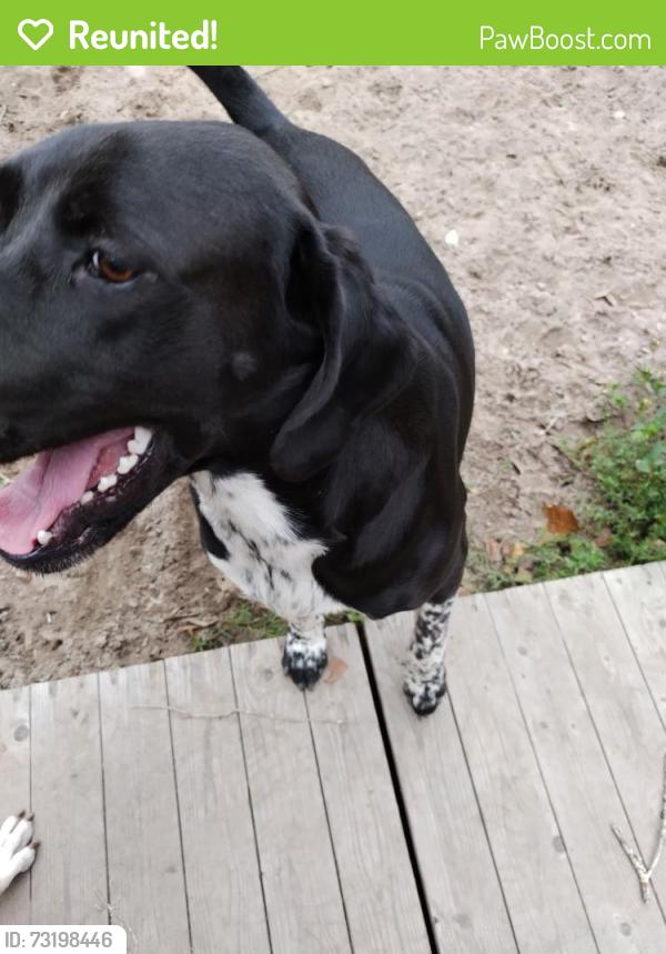 Reunited Male Dog last seen NE 25th Ave &55th place, Marion County, FL 34479