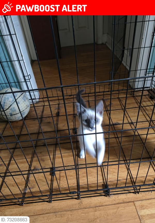 Lost Female Cat last seen 14th St. W. Bush Hills, North Vancouver, BC V7M 1P9