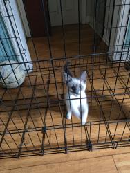 Lost Female Cat last seen 14th St. W. Bush Hills, North Vancouver, BC V7M 1P9