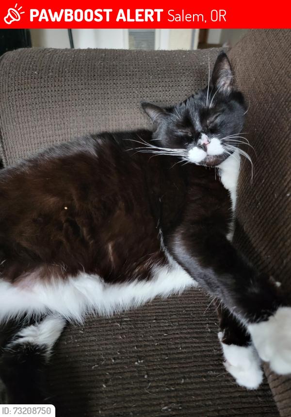 Lost Female Cat last seen Near Auburn Rd NE, Salem, OR 97301, Salem, OR 97301