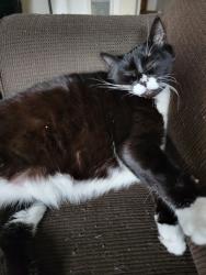 Lost Female Cat last seen Near Auburn Rd NE, Salem, OR 97301, Salem, OR 97301