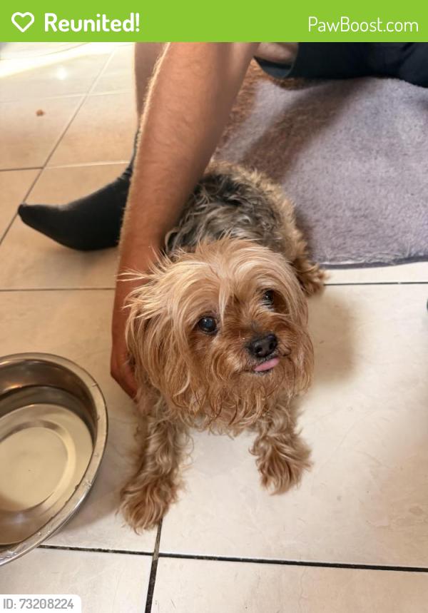 Reunited Unknown Dog last seen Dorrance st, Hamden, CT 06518